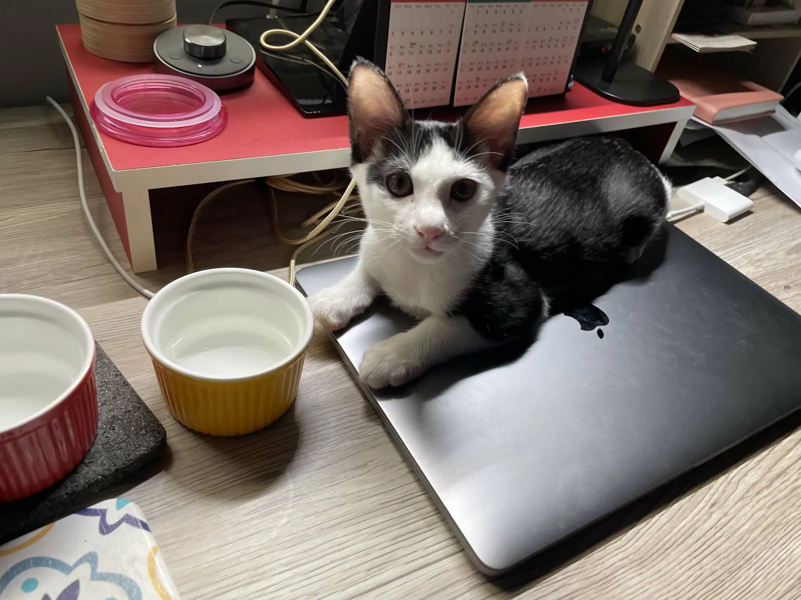 養都養了,就開始調整環境吧!